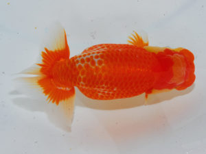 倉敷栄蘭会　西大関　桑田達弘　笠岡