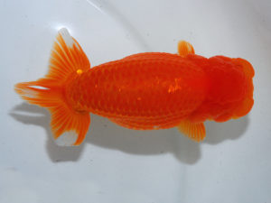 倉敷栄蘭会　東取締　平井孝志　浅口