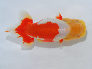 倉敷栄蘭会　西取締　河合隆章　井原