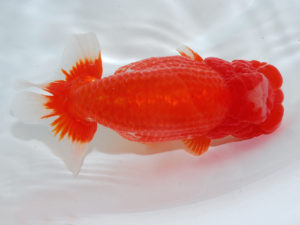 倉敷栄蘭会　藤原　繁　福山