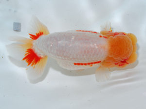 倉敷栄蘭会　立行司　藤原　繁　福山