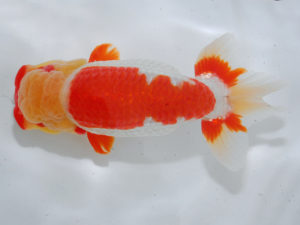 倉敷栄蘭会　東取締　小川寿夫　呉