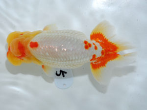 倉敷栄蘭会　西取締　清水正雄　山口