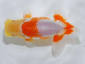 広島らんちゅう会　東大関　宮澤　宏　福山