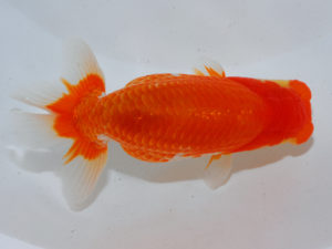 広島らんちゅう会 東勧進元　胡本佳孝　玉野