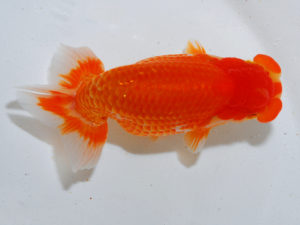 広島らんちゅう会　西勧進元　上野　博　広島