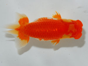 広島らんちゅう会 行司一　清水正雄　山口