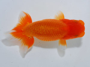 広島らんちゅう会 行司二　山崎康義　倉敷