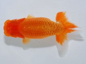 広島らんちゅう会 行司三　八方　積　金光町