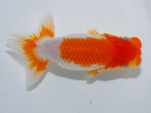 広島らんちゅう会 東脇行司　藤原博文　徳島