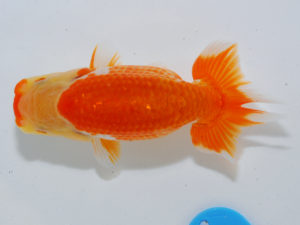 広島らんちゅう会 西脇行司　笹井義則　尾道