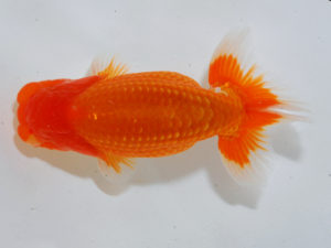 広島らんちゅう会　西大関　村上暢彦　岡山