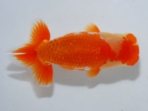 広島らんちゅう会　立行司　田中茂規　玉野