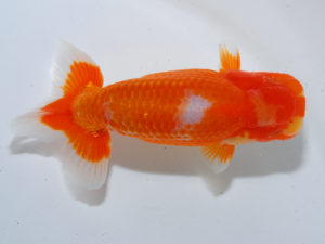 広島らんちゅう会　西取締　村上暢彦　岡山