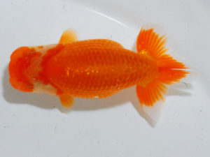 広島らんちゅう会 東関脇　田中茂規　玉野