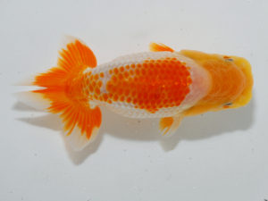 広島らんちゅう会 西関脇　笹井史治　福山