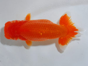 広島らんちゅう会 東小結　齊藤志朗　広島