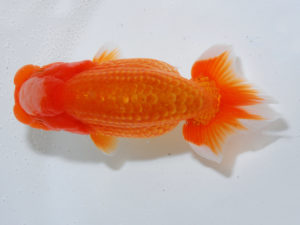 広島らんちゅう会 西小結　西尾宏幸　尾道