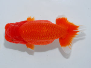 広島らんちゅう会　東大関　笹井義則　尾道