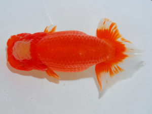 広島らんちゅう会　西大関　笹井史治　福山