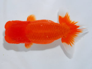 広島らんちゅう会　立行司　梁原隆夫　倉敷