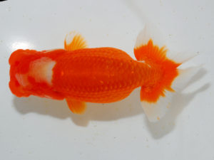 広島らんちゅう会　東取締　胡本佳孝　玉野