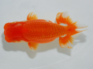 広島らんちゅう会　西取締　難波　正　玉野