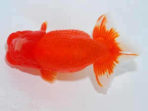 広島らんちゅう会　清水正雄　山口