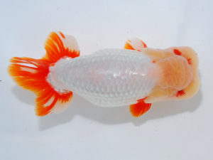 広島らんちゅう会　西大関　玉川員登　庄原