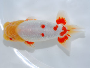 広島らんちゅう会　立行司　岩崎正樹　香川