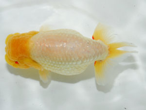 広島らんちゅう会　東取締　宮澤　宏　福山