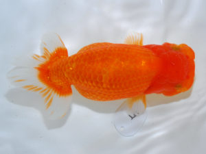 広島らんちゅう会　西取締　村上春朝　福山