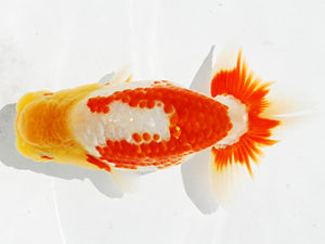 常陸らんちゅう会　研究会　西大関　荻谷冨士夫　水戸市