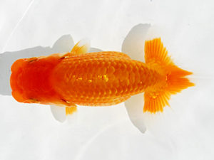 常陸らんちゅう会　研究会　立行司　大津善人　石岡市