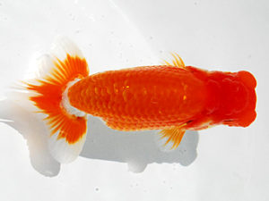 常陸らんちゅう会　研究会　取締一　花田国昭　上尾市