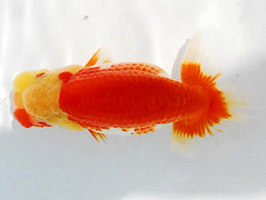 常陸らんちゅう会　研究会　東大関　荻谷達夫　水戸市