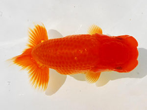 常陸らんちゅう会　研究会　西大関　荻谷達夫　水戸市