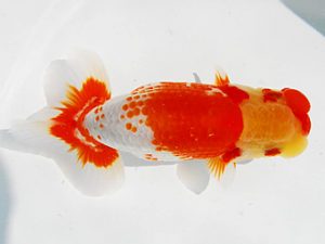 常陸らんちゅう会　研究会　取締一　荻谷冨士夫　水戸市