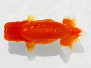 常陸らんちゅう会　研究会　取締二　荻谷冨士夫　水戸市