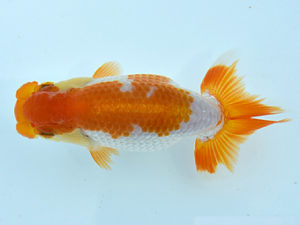 観栄らんちう会　研究会　3位　田代儀行