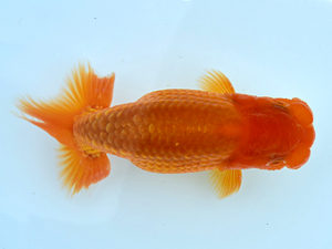 観栄らんちう会　研究会　4位　小澤忠幸