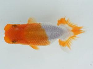 錦蘭会　夏季品評大会　東大関　小林保治　堺