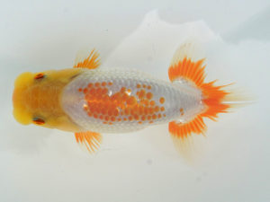 錦蘭会　夏季品評大会　西大関　藤原　繁　福山