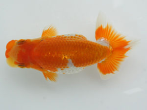 錦蘭会　夏季品評大会　立行司　西野隆志　堺