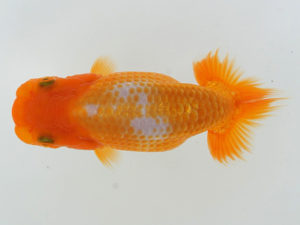 錦蘭会　夏季品評大会　取締二　江本広忠　池田