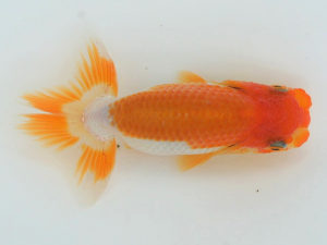 錦蘭会　夏季品評大会　東大関　藤原博文　徳島