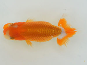 錦蘭会　夏季品評大会　取締二　小林保治　堺