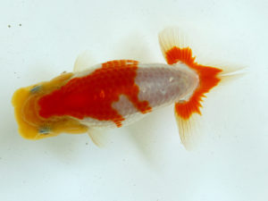 二歳会　西大関　平野純子(浜松市)