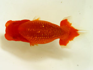 二歳会　立行司　原　行男(浜松市)