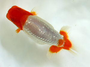 二歳会　取締一　田中康浩(豊橋市)